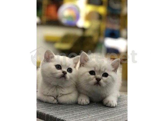 British Shorthair Silver Point Yavrularım 