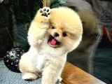 Çocuklarla Anlaşabilen ırk Pomeranian Boo yavrumuz