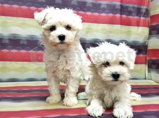 Resmi Üreticiden Maltese Terrier Yavrular 