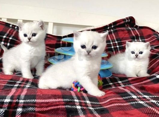 Dişi & Erkek British Shorthair Yavrularımız 