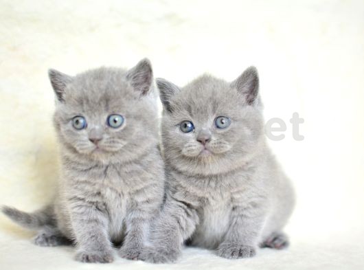 Küt Kafa Gri British Shorthair