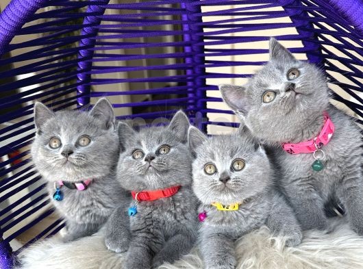 Safkan British Shorthair Yavrular 