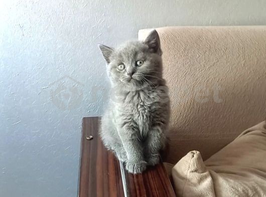 Mükemmel Kalite British Shorthair Blue Yavrumuz 