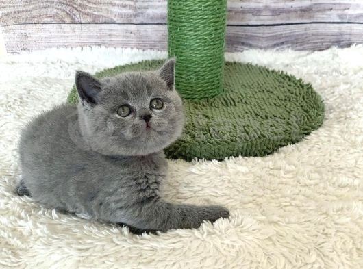 Blue British Shorthair Yavrular Dişi & Erkek Yavrular 