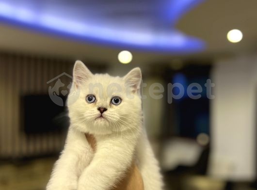 British Shorthair Dişi & Erkek Yavrular 