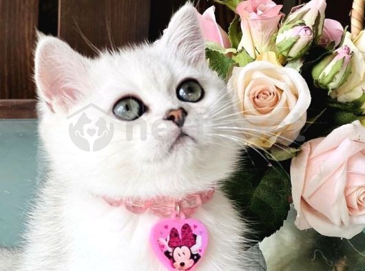 Yavrularımız British Shorthair Dişi & Erkek Mevcut 