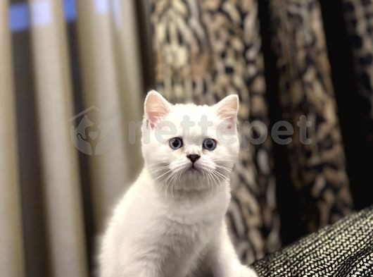 Dişi & Erkek British Shorthair Yavrularımız 