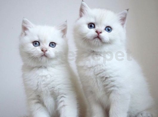 Dişi & Erkek British Shorthair Silver Yavrularım 