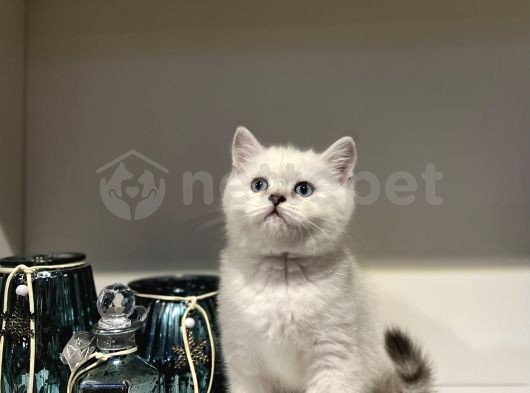 Emsalsiz Güzellikte British Shorthair Yavrularımız 