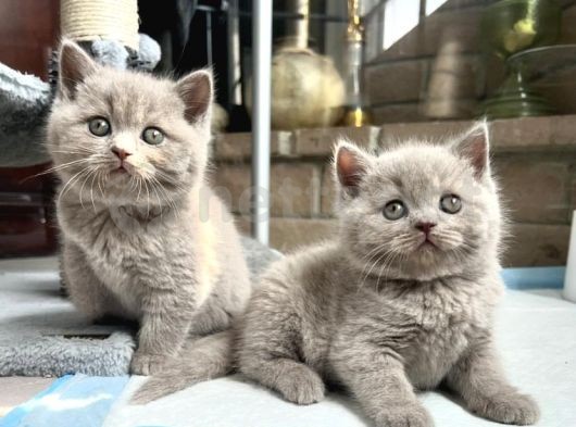 Dişi & Erkek British Shorthair Yavrularımız 