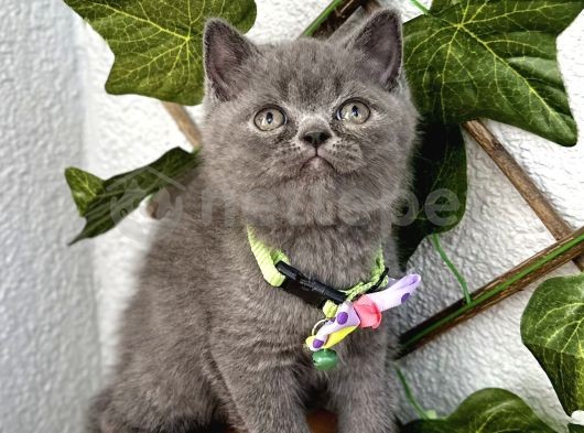 Ayıcık Surat British Shorthair Kızımız 