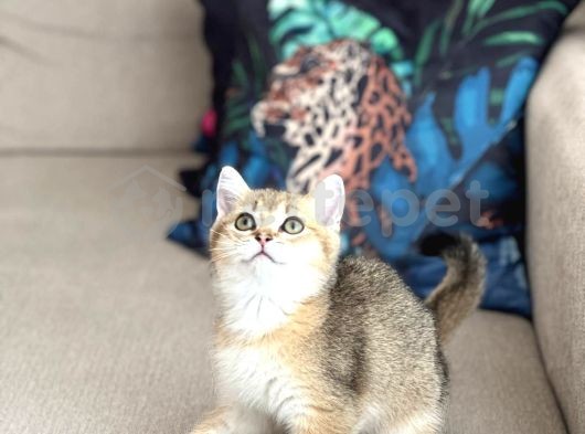 Safkan British Shorthair Güzellikler