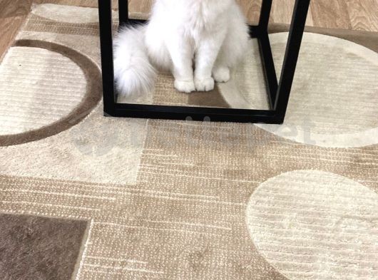 Scottish Fold Longhair