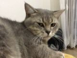 British shothair cinsli kedimiz uysal tüm aşıları yapılmış sağlıklı akıllı bir kedidir