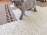 British küt kafa kedi