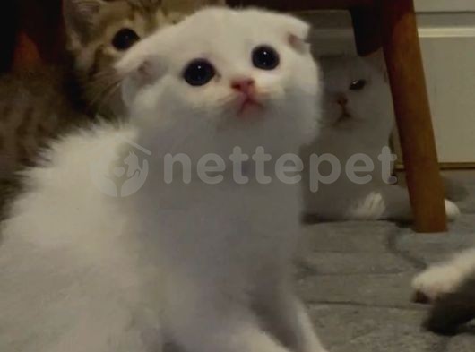 Kırık Kulak Beyaz Kedi