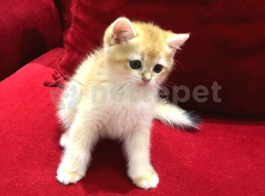 Golden British Shorthair Ve White Erkekler 2 Aylık