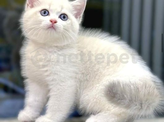 Dişi & Erkek British Shorthair Yavrularımız 