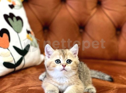 Golden Güzelliğim British Shorthair Bebeğim