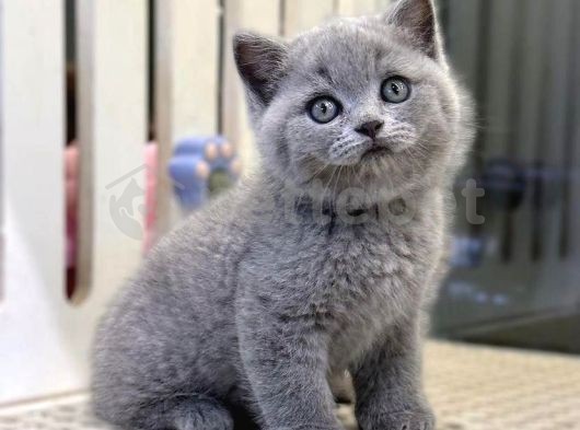 Irk Ve Sağlık Garantili British Shorthair Yavrular 