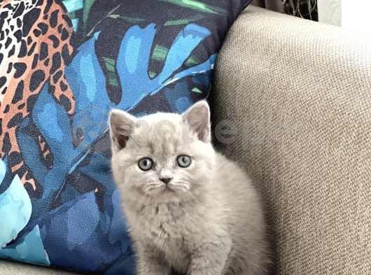 Hemen Teslim British Shorthair Lilac Yavrum