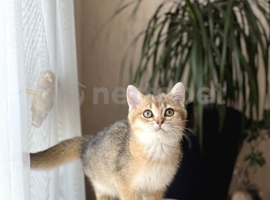 Her İle Gönderim British Shorthair Golden Yavrum