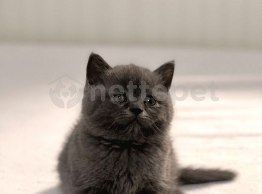 Yeni Yuvasına Gitmeye Hazır Gri British Shorthair