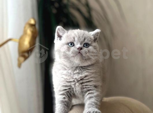 Safkan Güzelliğim Lilac British Shorthair Yavru