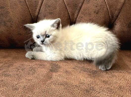 British Shorthair Yavrular