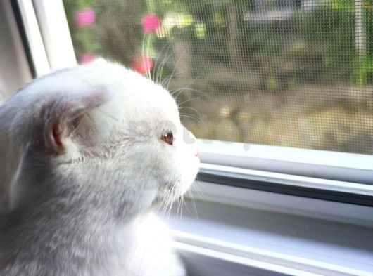 Bembeyaz Scottish Fold Kırık Kulak Pamuk Kedicik