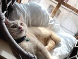 Kırşehir veya Yozgat’ta 2.5 aylık British shorthair yavru kedi sahiplendikten