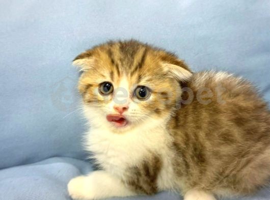 Güzeller Güzeli̇ Scottish Fold Yavrumuz