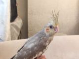 45 günlük yavru sultan papağanı yavrusu 