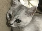 Cok uysal tuvalet Egitimli Scottish fold 