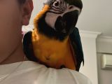 Evcil macaw