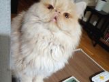 Dişi İran kedisi-Ücretsiz sahiplendirme