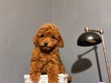 SEVİMLİ TOY POODLE KAHVERENGİ REDBROWN YAVRULAR 