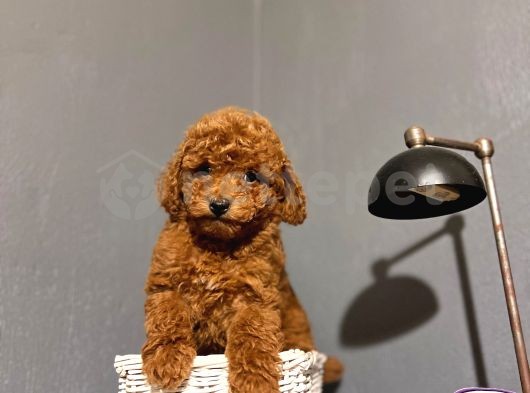 Sevimli Toy Poodle Kahverengi Redbrown Yavrular 