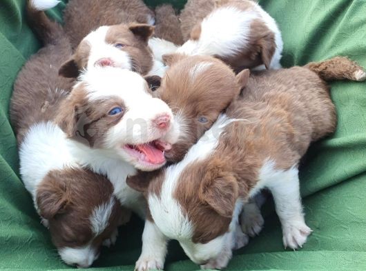 Border Collie Balıkesir