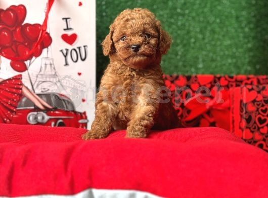 A Kalite Garantili Toy Poodle Bebekler