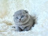 Muhteşem top kafa gri scottish fold