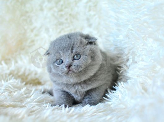 Muhteşem Top Kafa Gri Scottish Fold