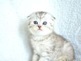 ++ kalite silver scottish fold