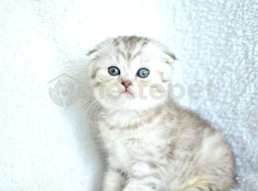 ++ Kalite Silver Scottish Fold