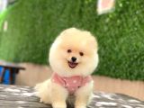 Pomerrian boo mini puppy boy 