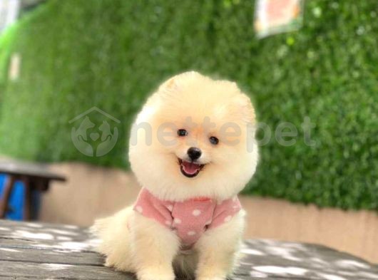 Pomerrian Boo Mini Puppy Boy 