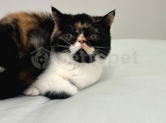 Exotic Shorthair