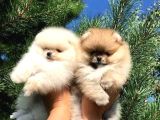 Pomeranian Boo Yavrularımız Evinizin Neşesi Olacaktır 