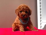 SAFKAN RED BROWN TOY POODLE YAVRULAR