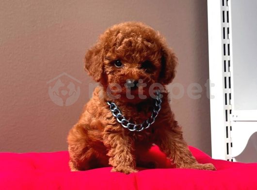 Safkan Red Brown Toy Poodle Yavrular